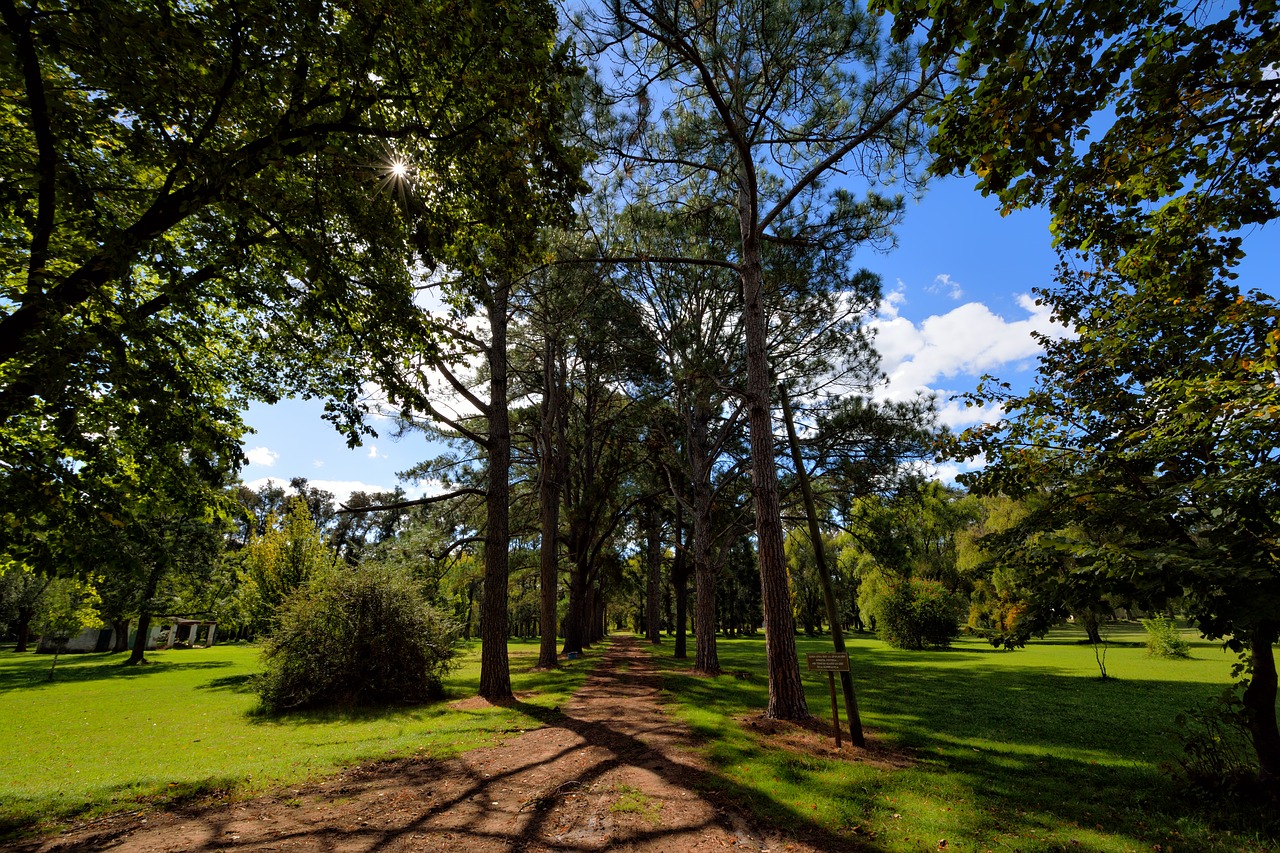 nature  tree  landscape free photo