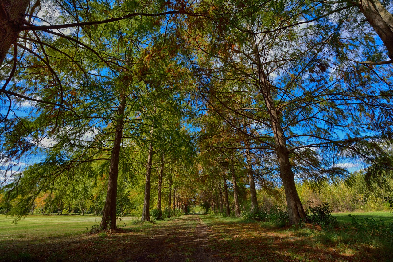 nature  tree  wood free photo