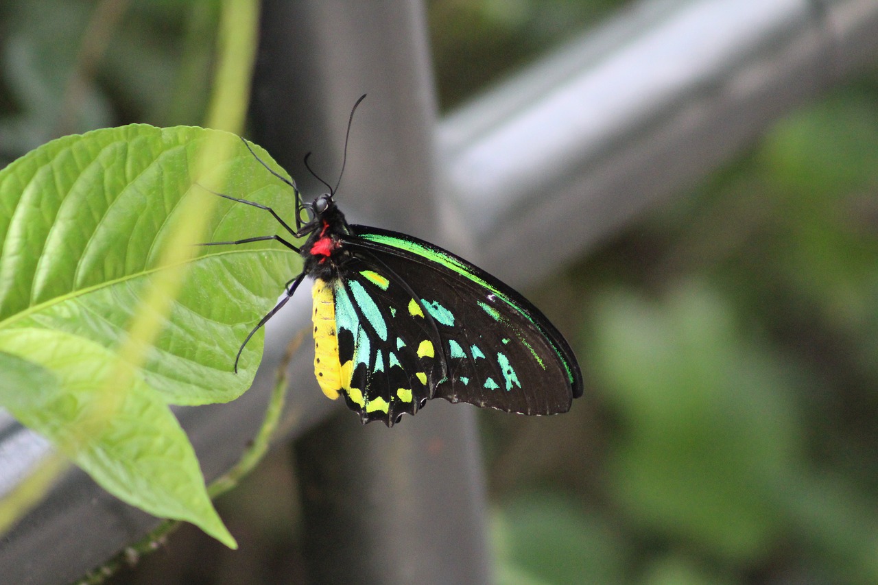 nature  insect  butterfly free photo