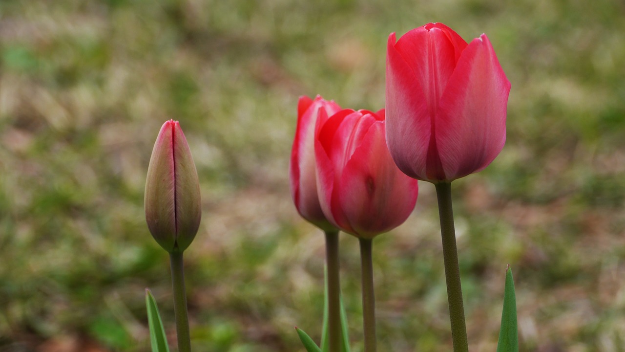 nature  flowers  plants free photo