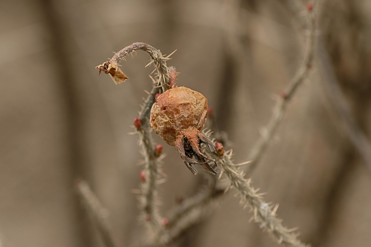 nature  rose hip  closeup free photo