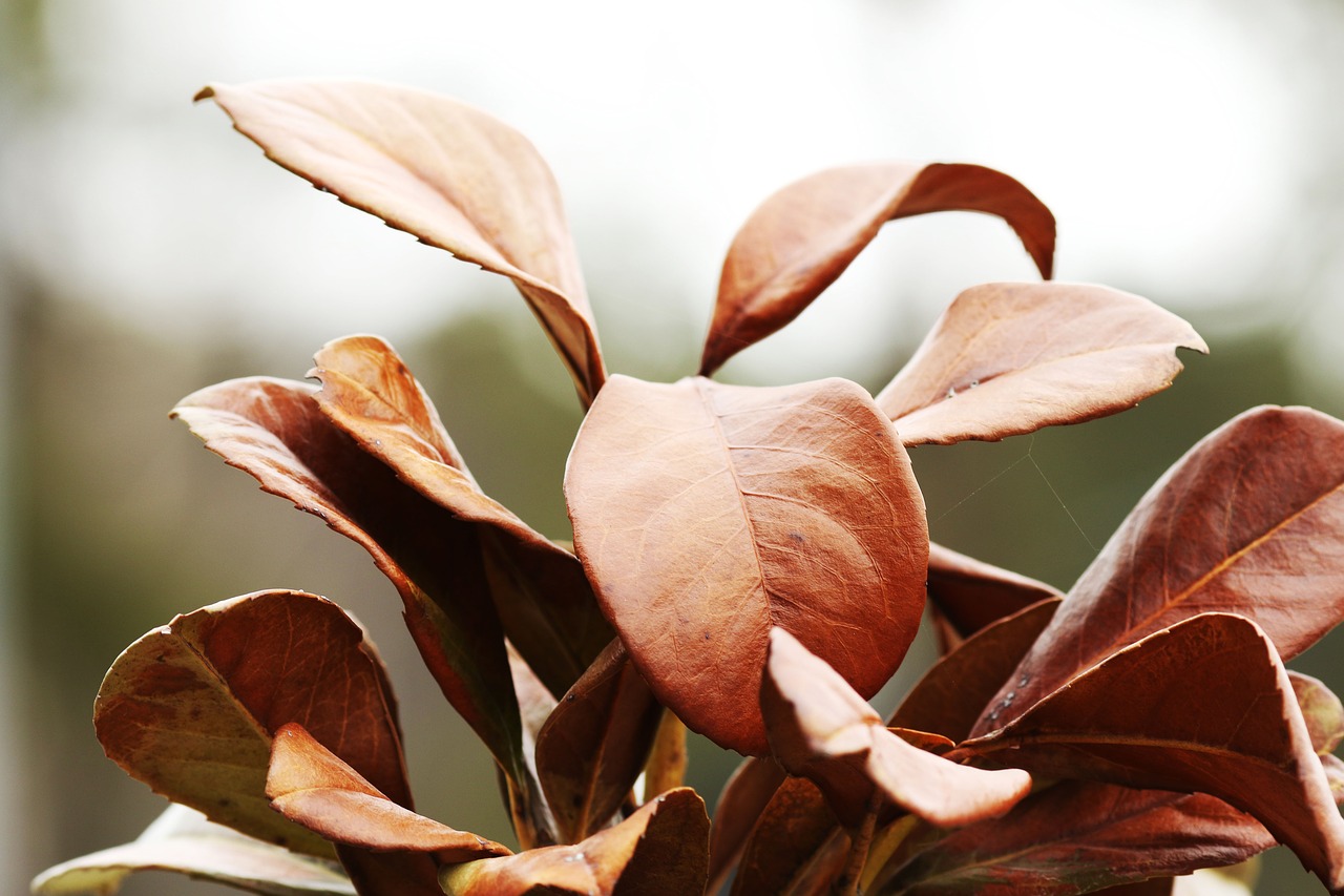 nature  leaf  plant free photo