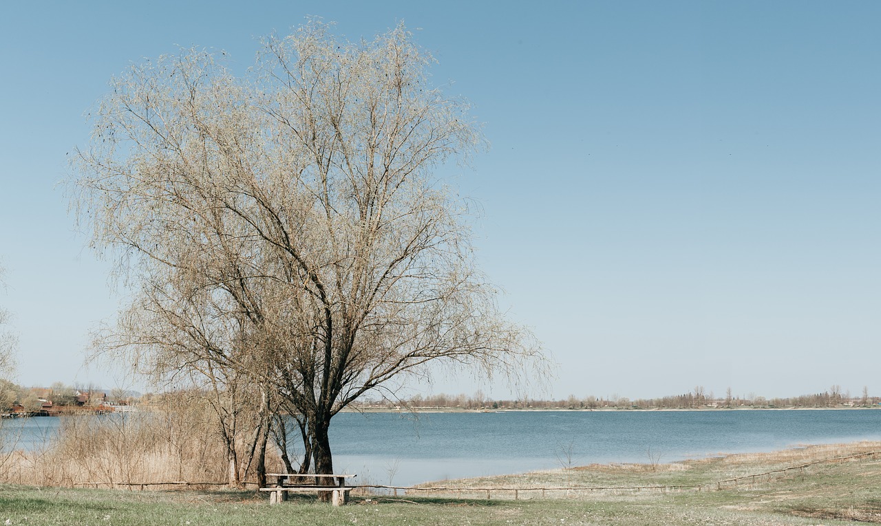 nature  tree  landscape free photo