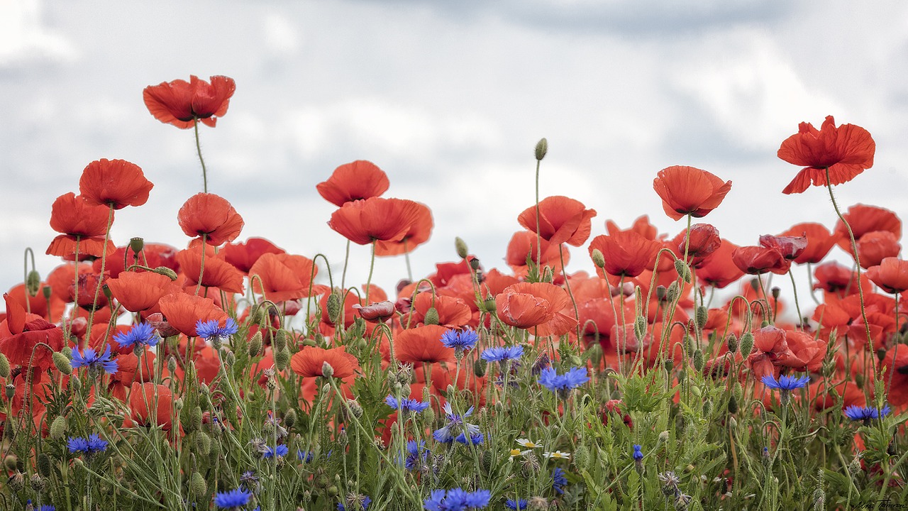 nature  flower  poppy free photo