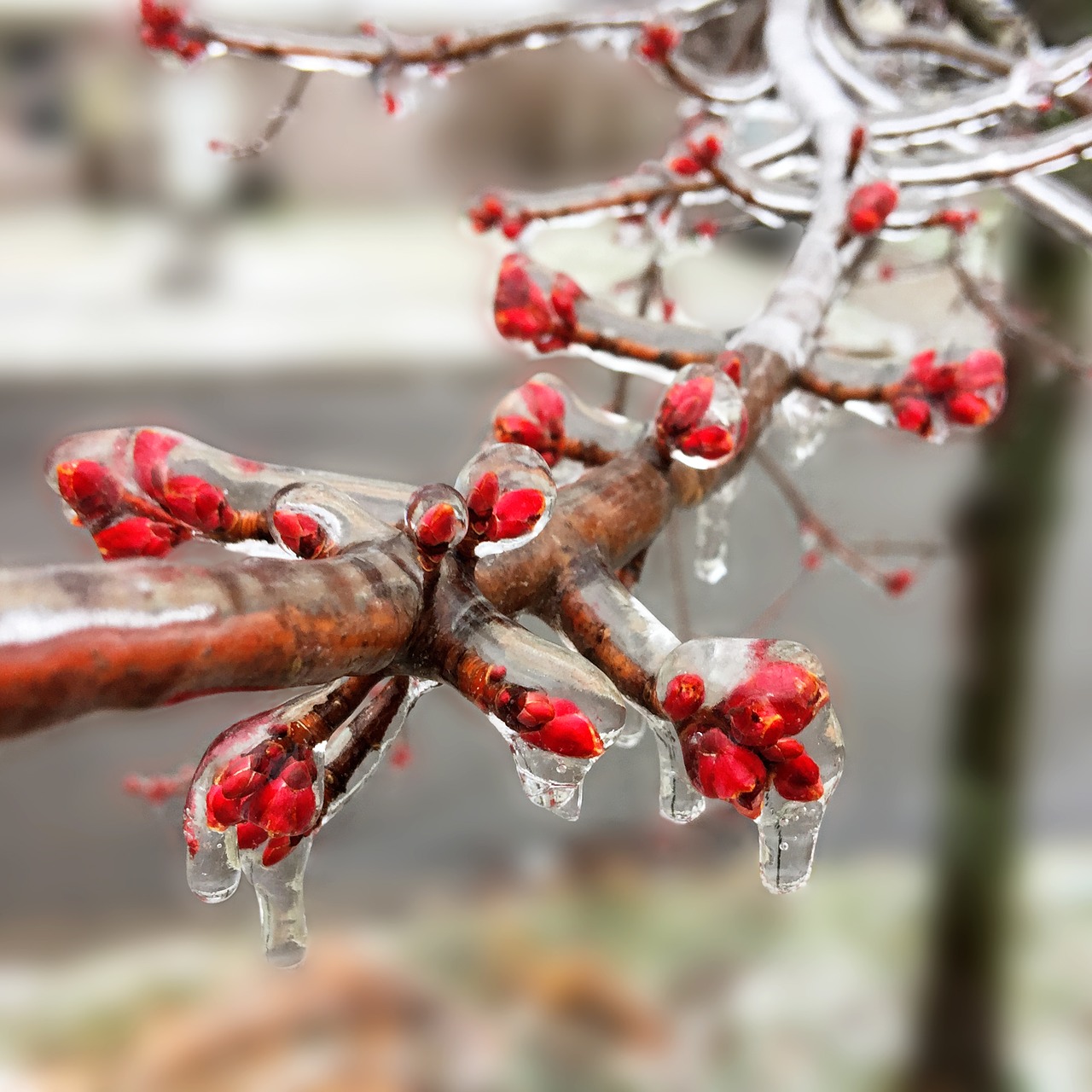 nature  season  outdoors free photo