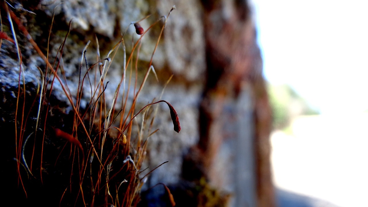 nature  outdoors  tree free photo