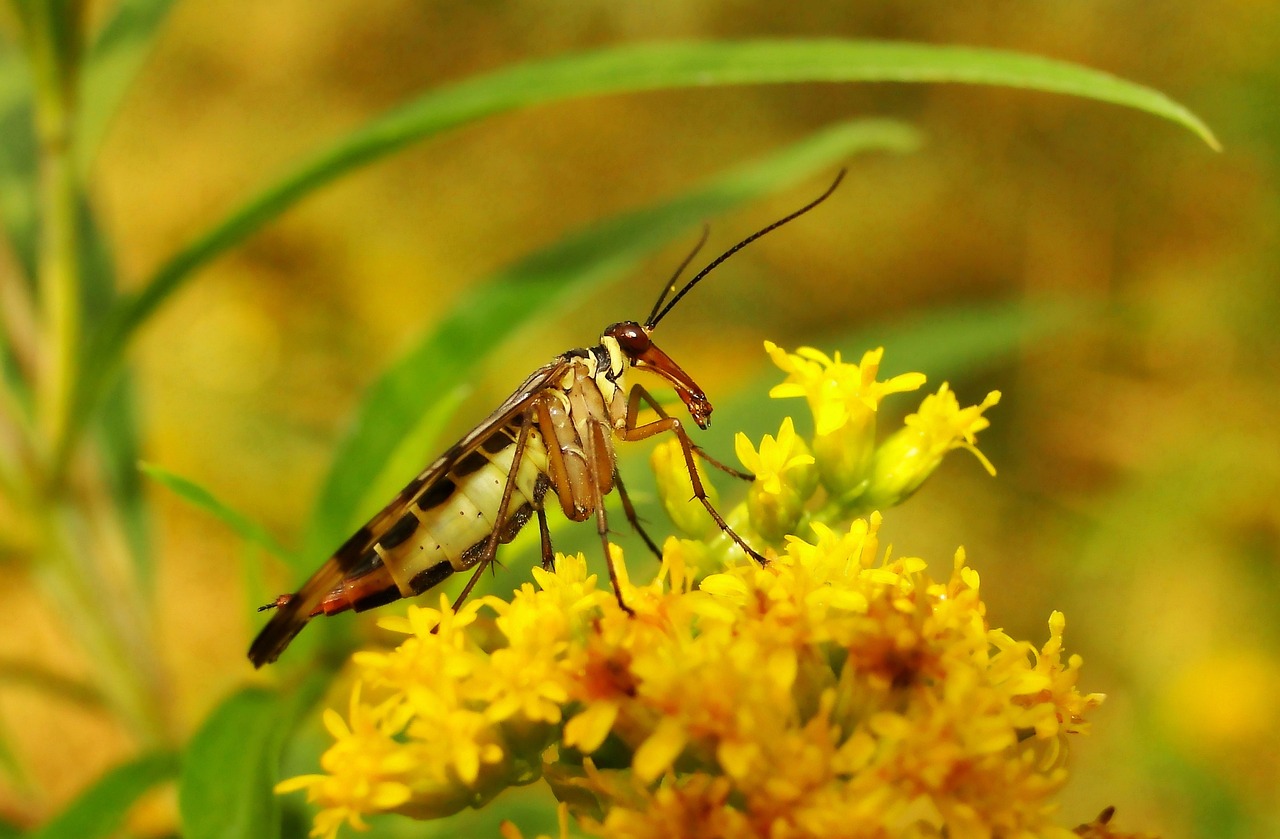 nature  insect  at the court of free photo