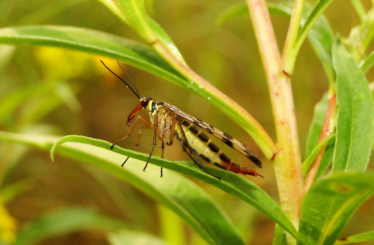 nature  insect  closeup free photo