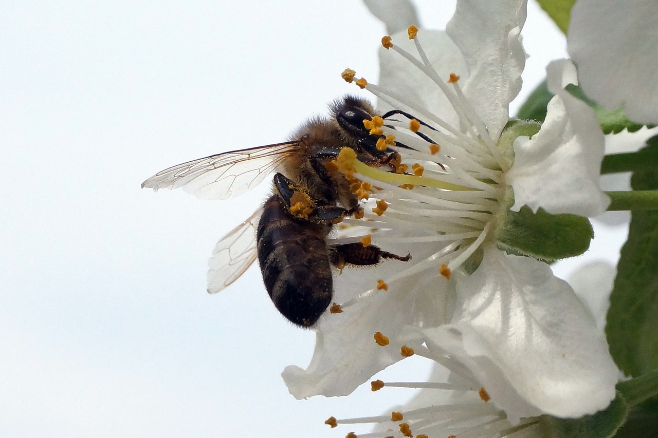 nature  insect  bee free photo