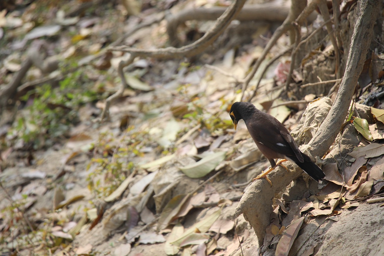 nature  bird  wildlife free photo