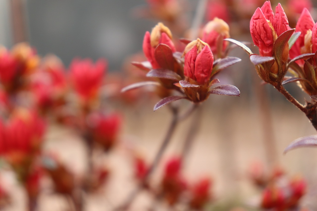 nature  flowers  plants free photo