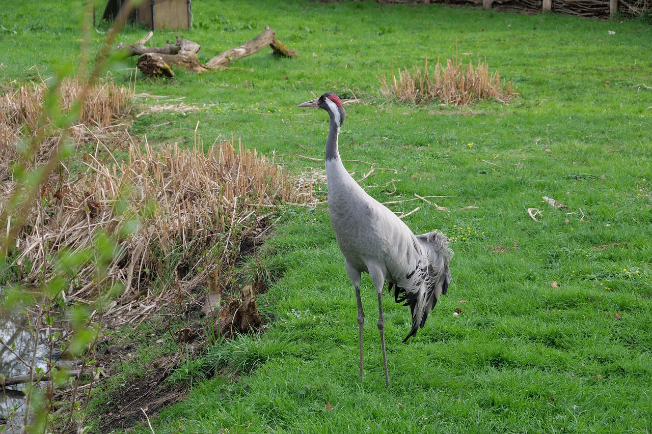 nature  grass  animal free photo