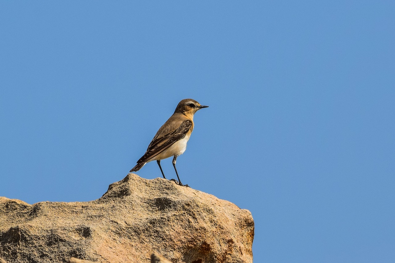 nature  bird  wildlife free photo