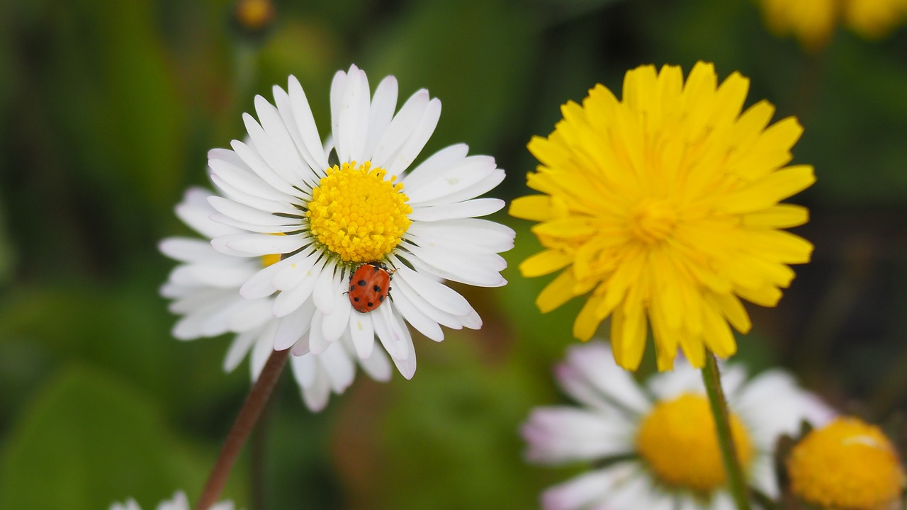 nature  flower  insect free photo