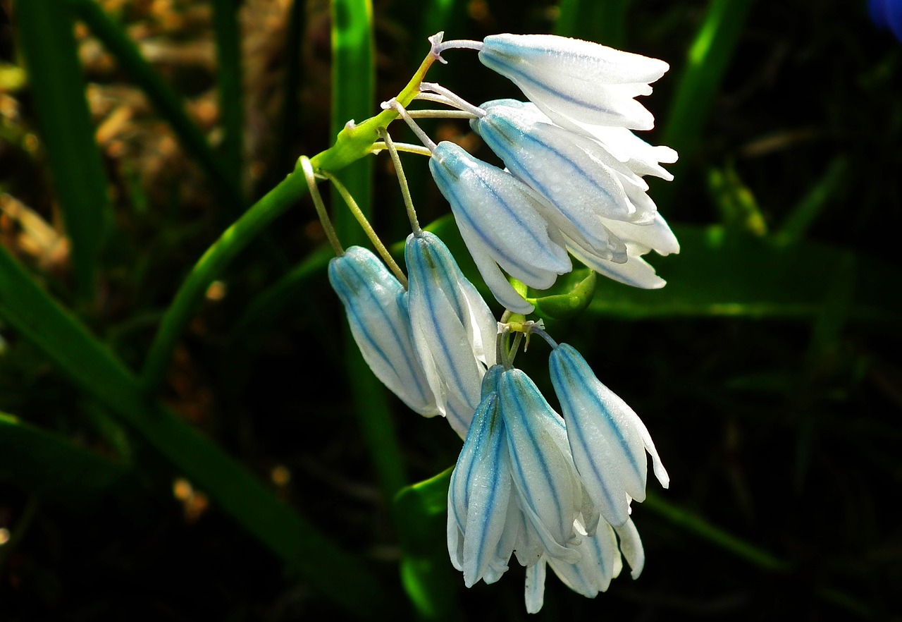 nature  flower  plant free photo