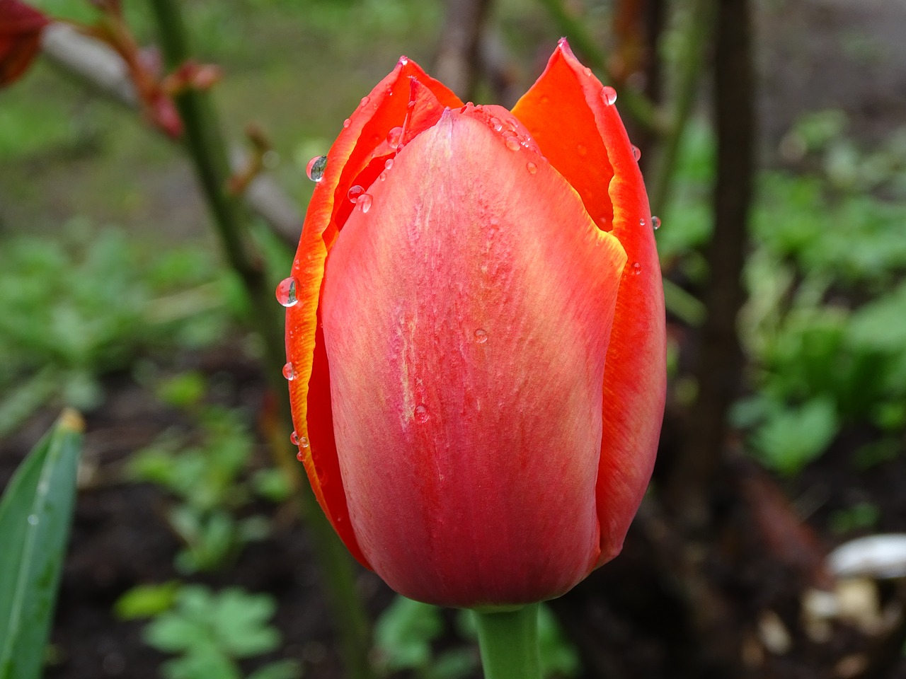 nature  flower  tulip free photo