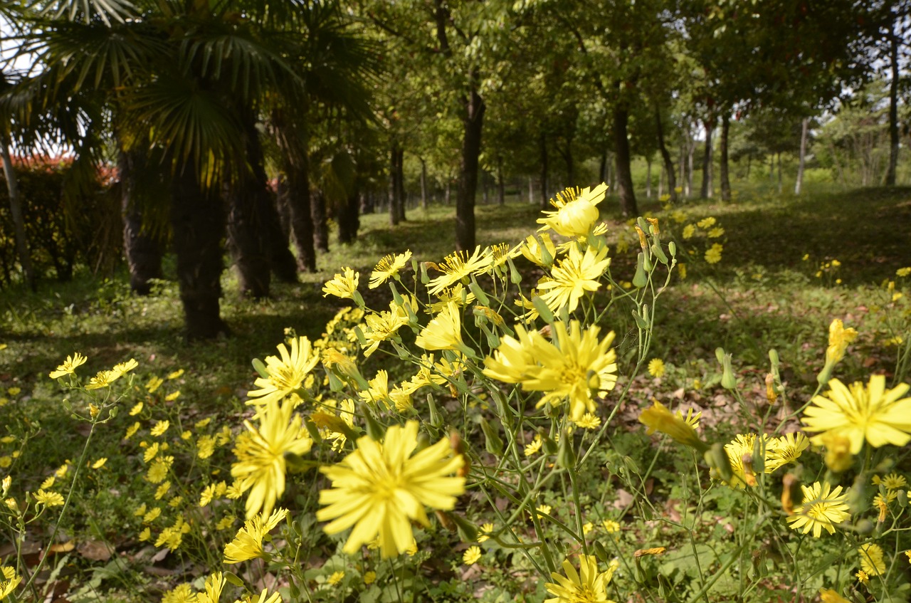 nature  flower  summer free photo