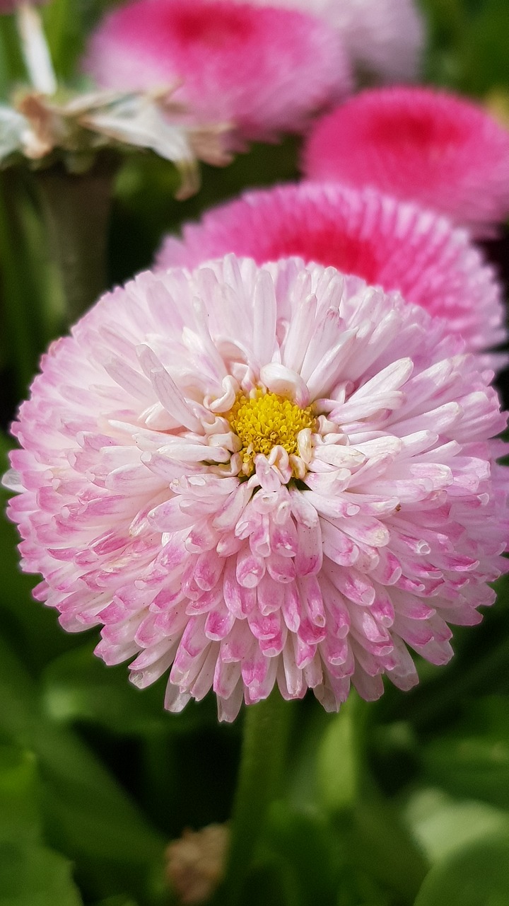 nature  plants  flowers free photo