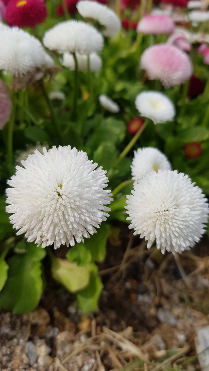 nature  plants  flowers free photo