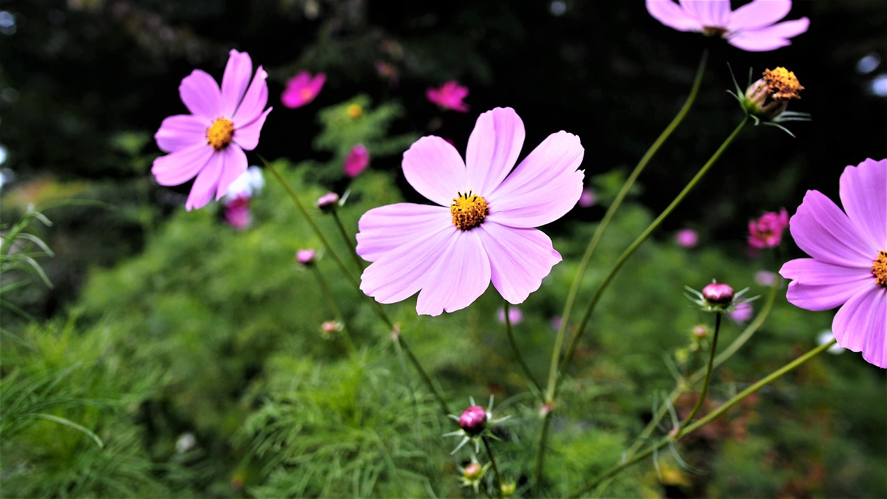 nature  flower  plant free photo