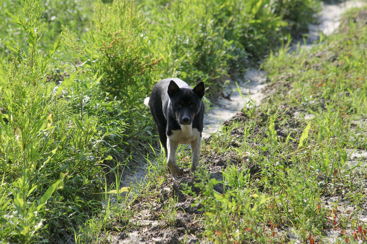 nature  grass  dog free photo