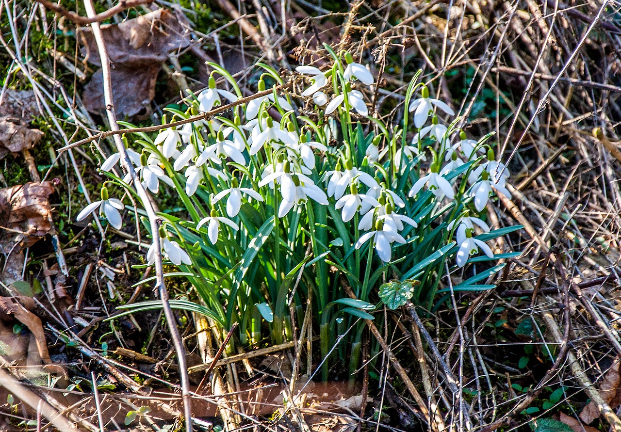 nature  plant  flower free photo