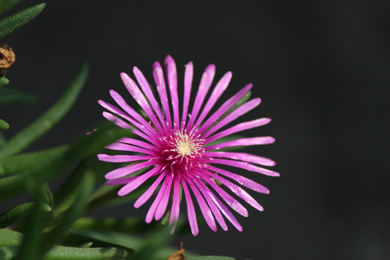 nature  plants  flowers free photo