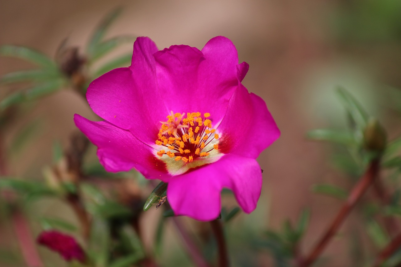 nature  flowers  plants free photo