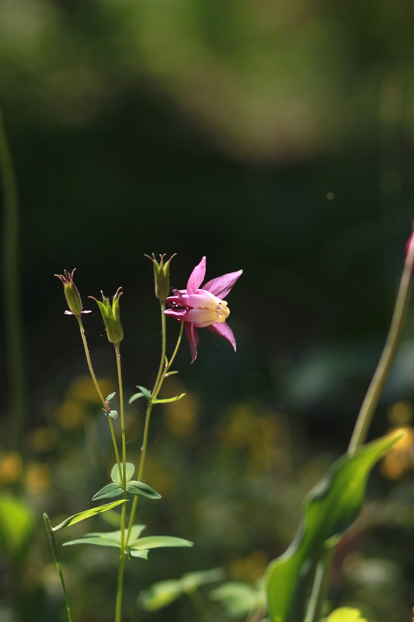 nature  plants  flowers free photo