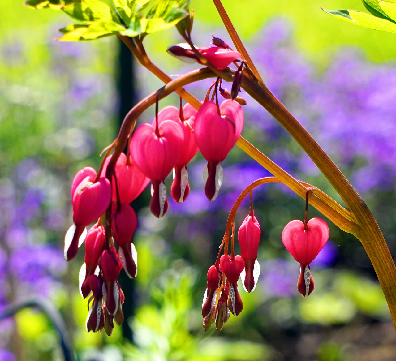 nature  flower  plant free photo