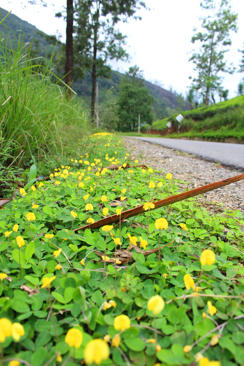 nature  flora  summer free photo