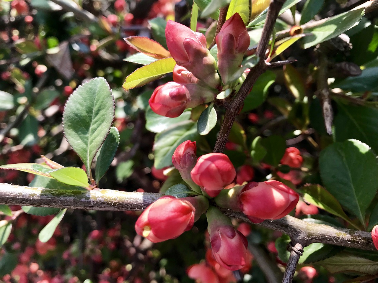 nature  buds  garden free photo