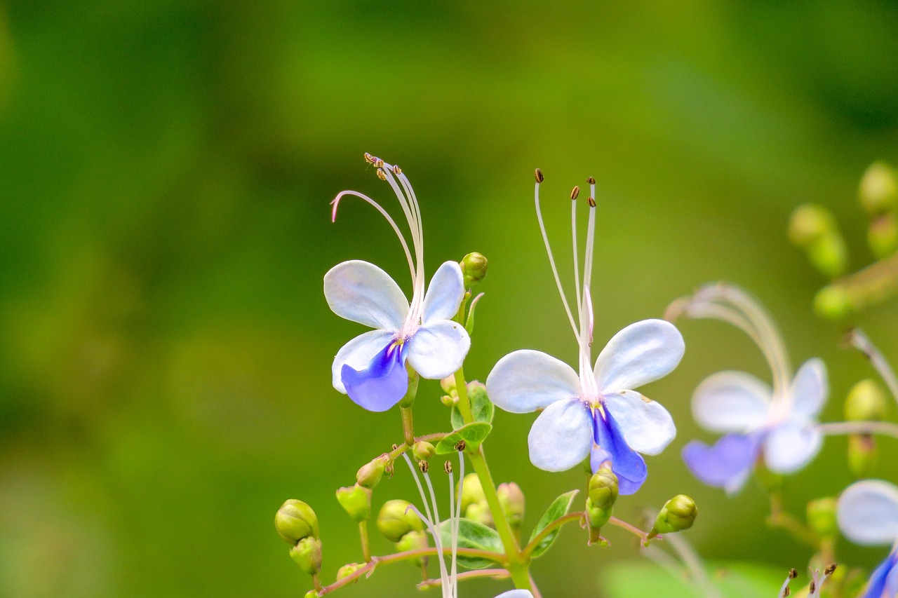 nature  plant  flower free photo