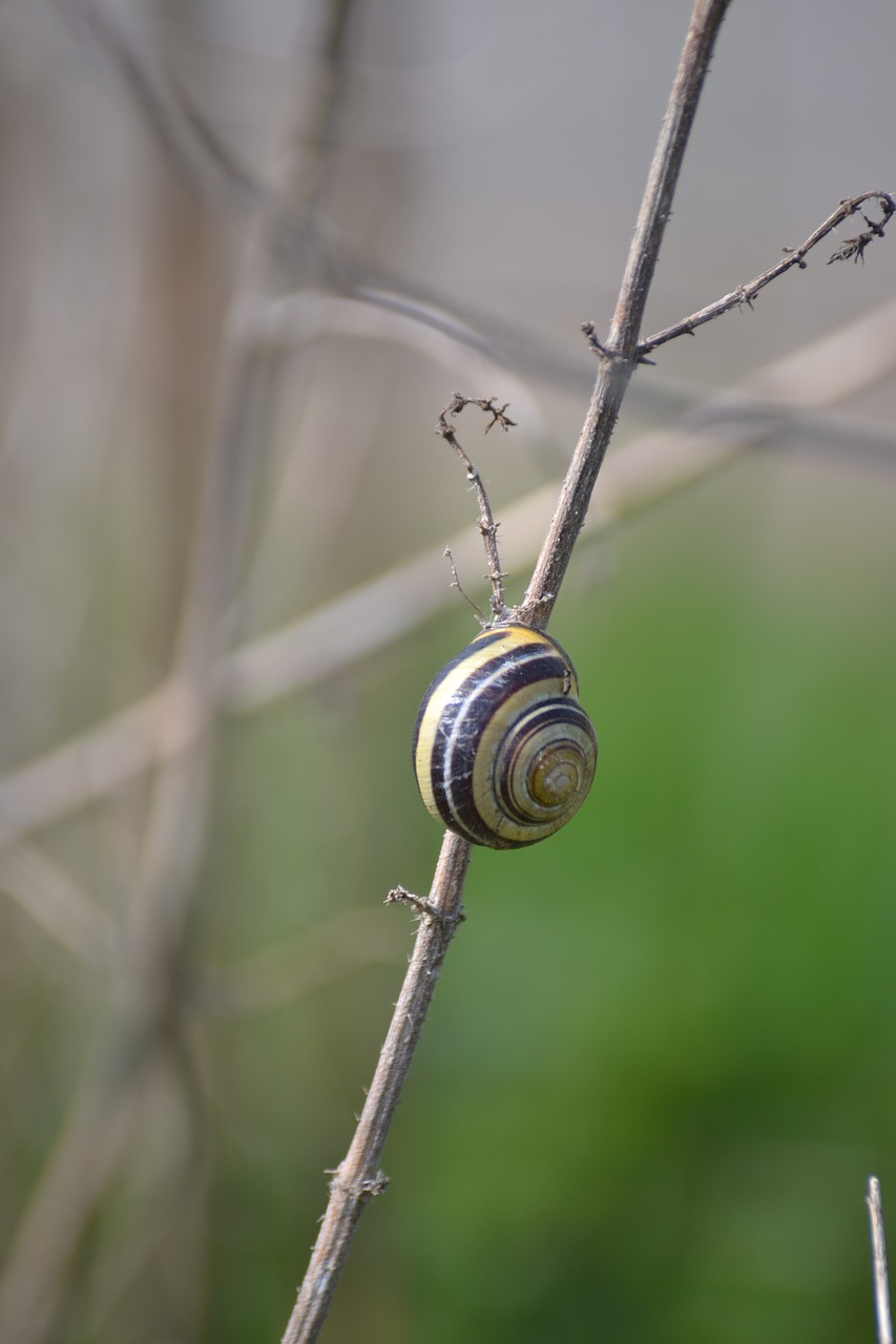 nature  snail  shell free photo