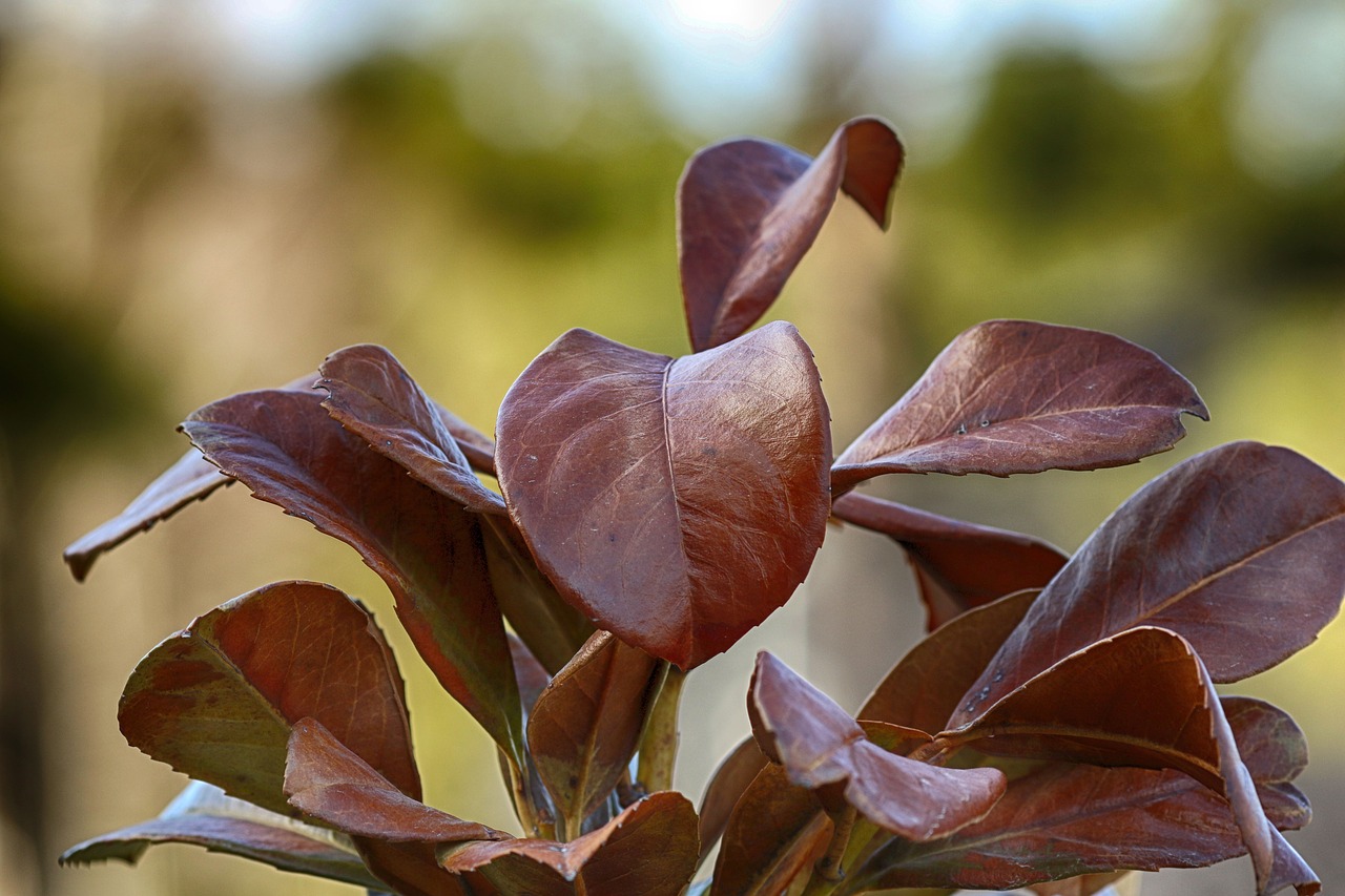 nature  leaf  flora free photo