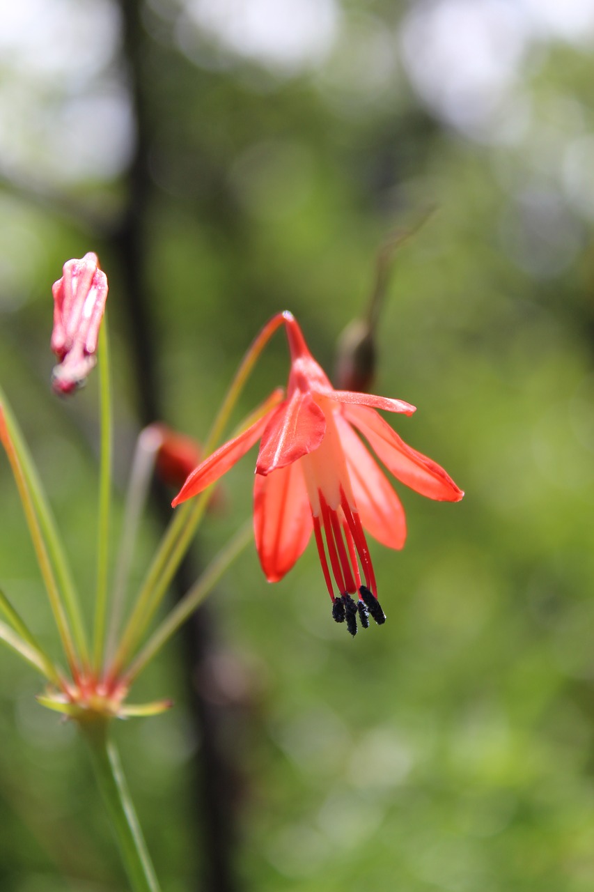 nature  plant  outdoors free photo