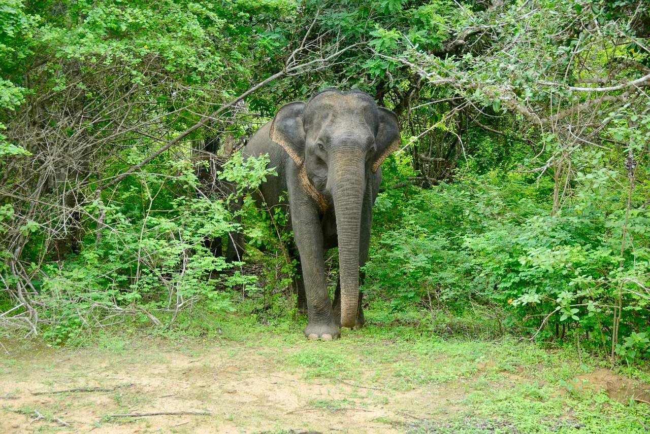 nature  jungle  elephant free photo