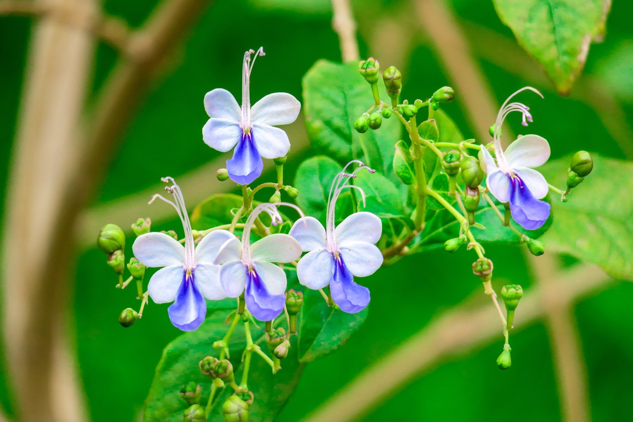 nature  leaf  flower free photo