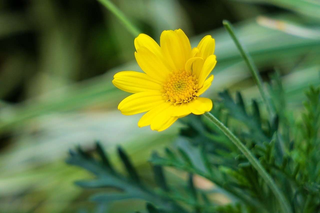 nature  plant  summer free photo