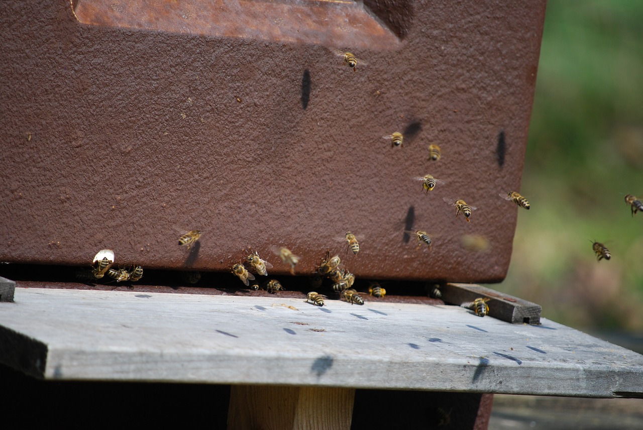 nature  wood  bees free photo