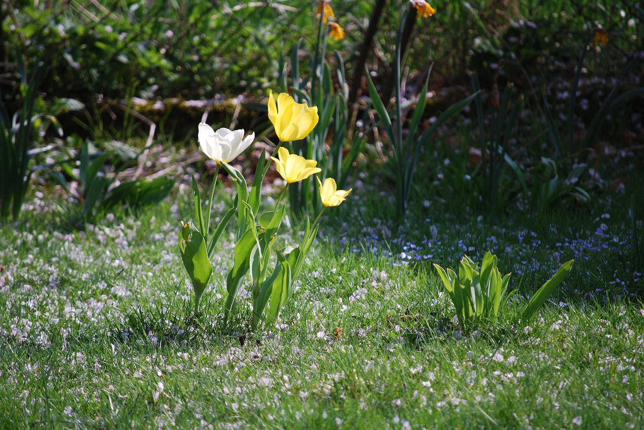 nature  flower  plant free photo