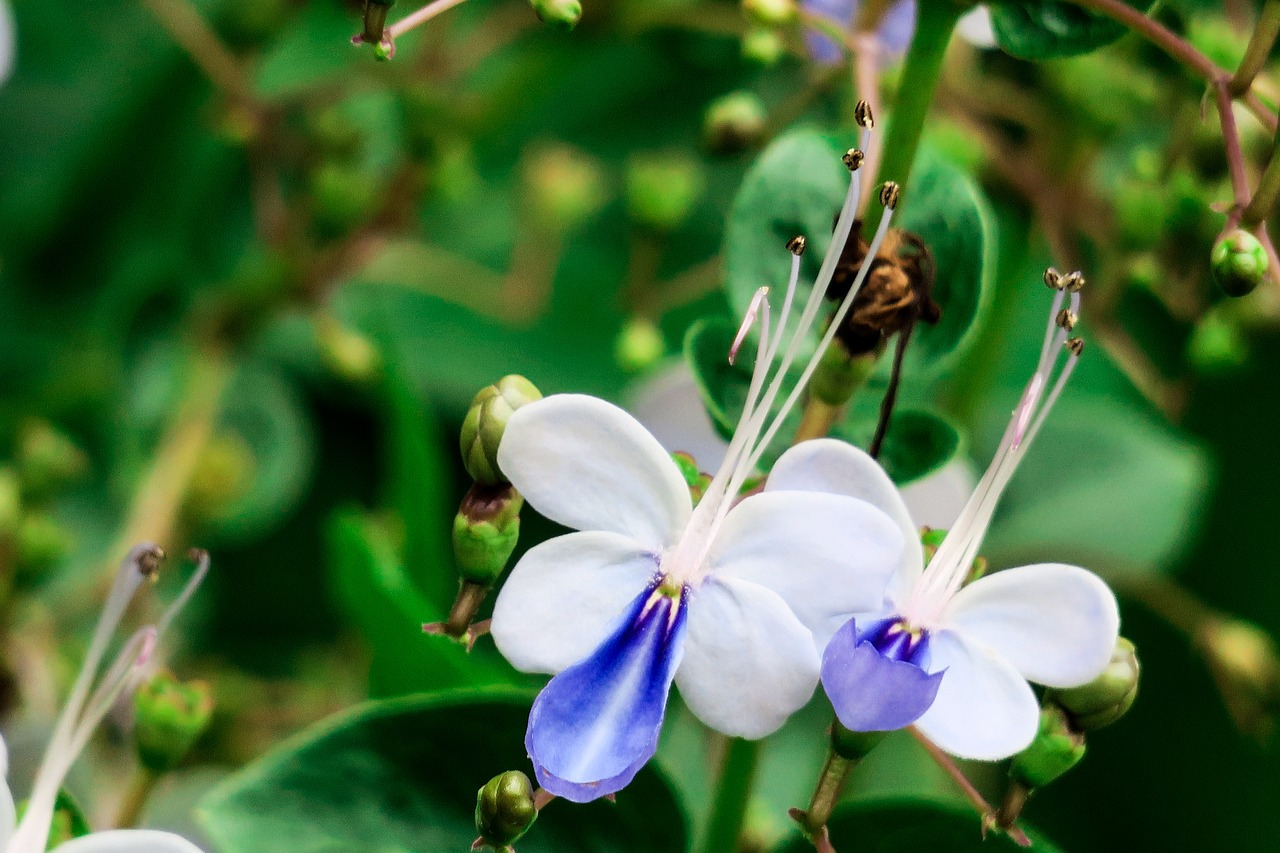 nature  flower  plant free photo