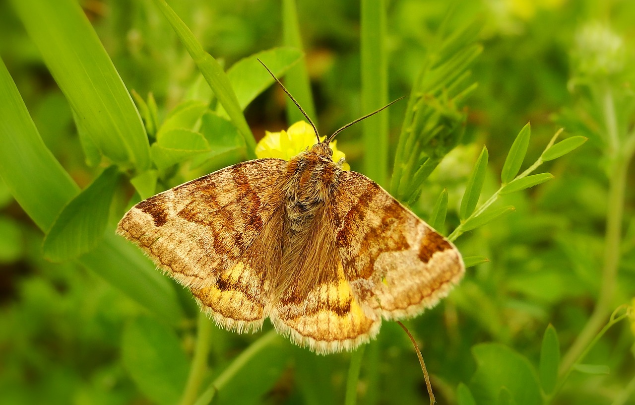 nature  butterfly day  insect free photo