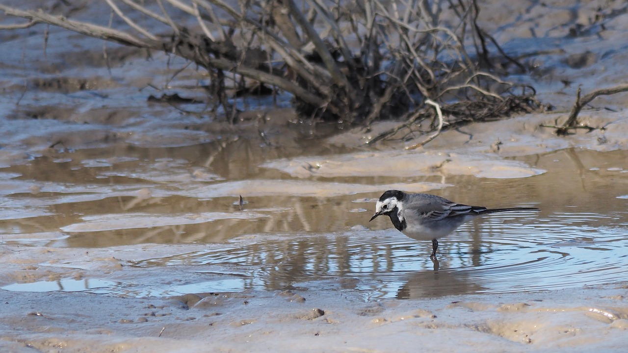 nature  animals  birds free photo