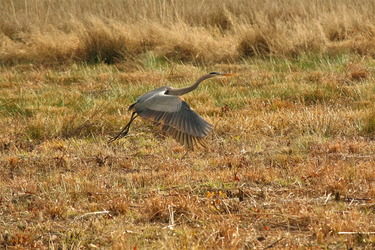 nature  bird  wildlife free photo