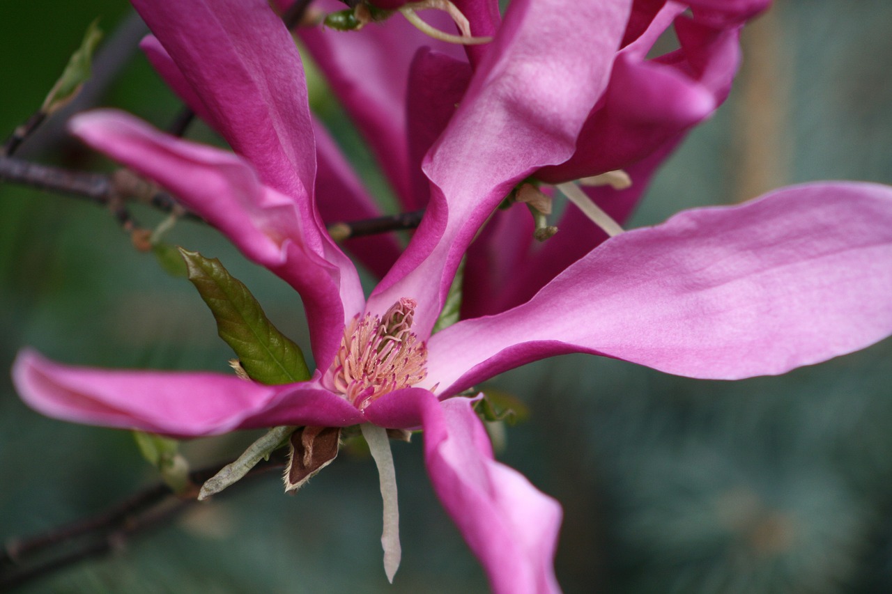 nature  plant  flower free photo