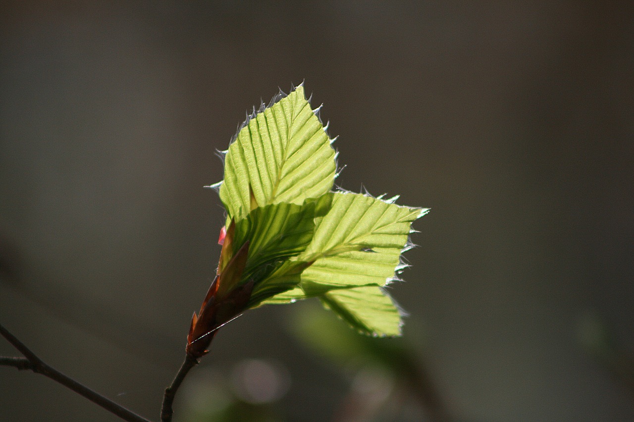 nature  leaf  plant free photo