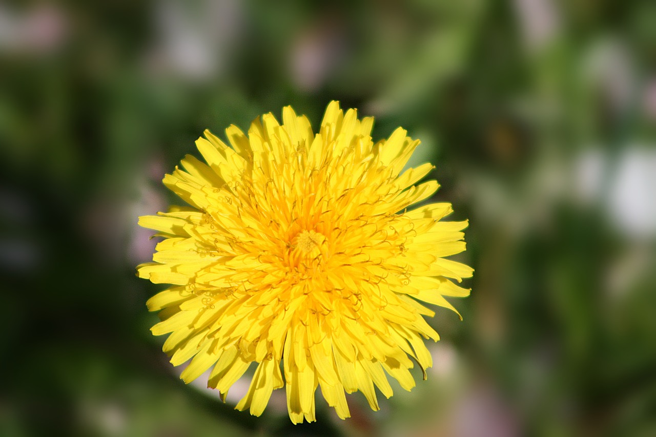 nature  flower  plant free photo