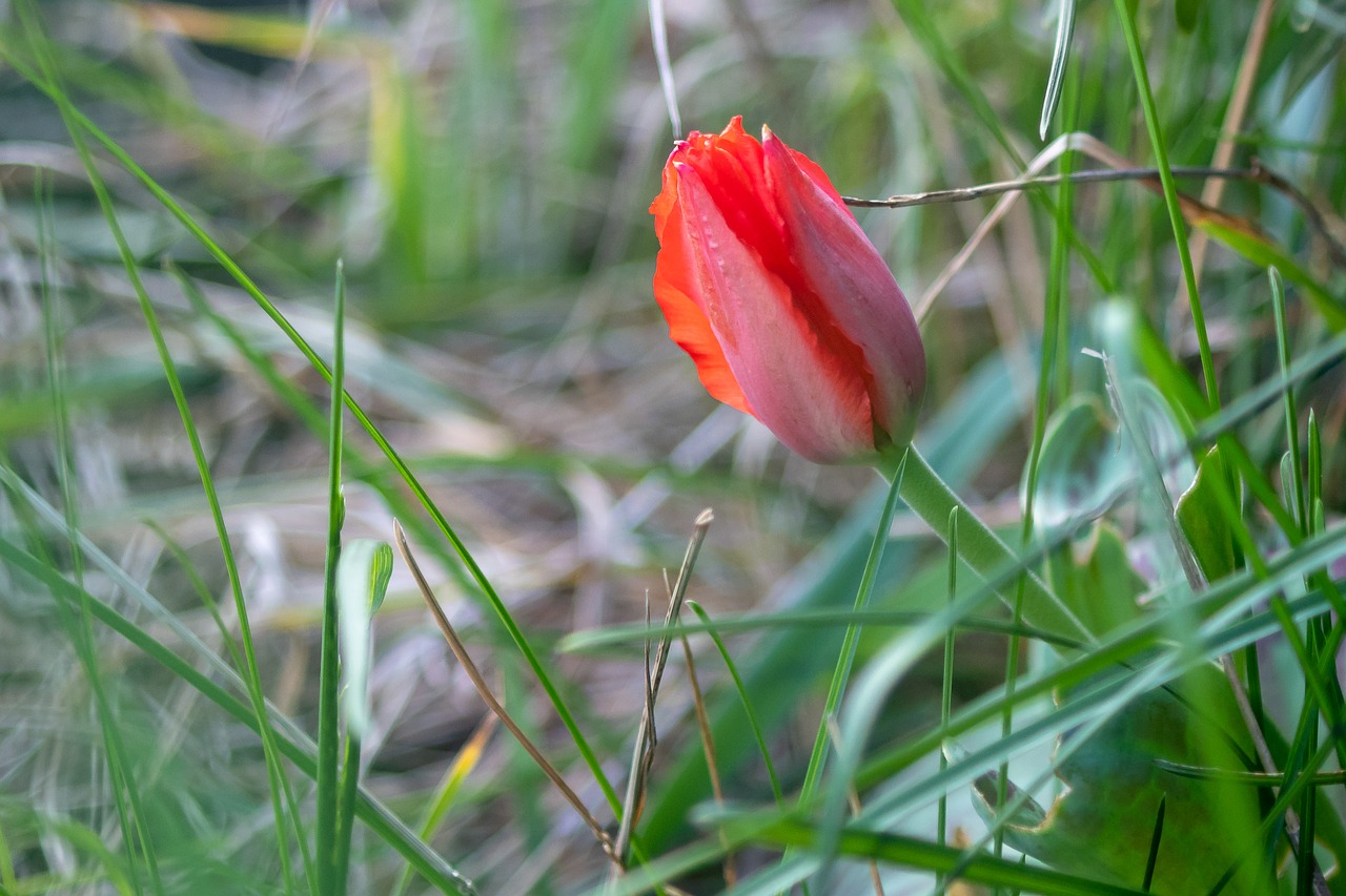 nature  flower  plant free photo