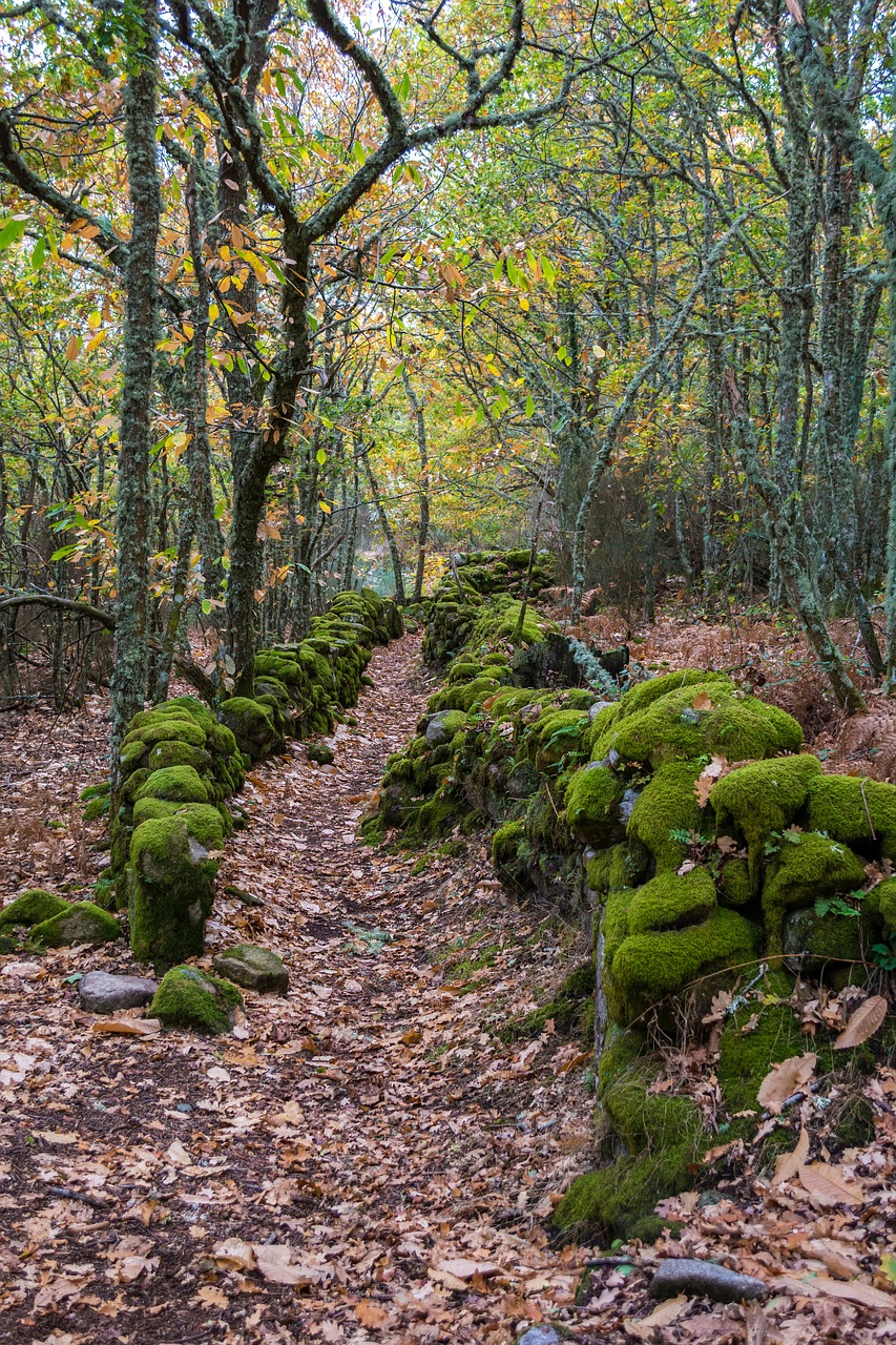 nature  wood  plant free photo